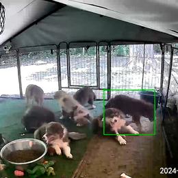 Australian Shepherd Puppies from Kickin K Aussies - NC
