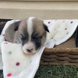 Eddie - Red male Pembroke Welsh Corgi puppy in Morgantown, Pennsylvania from GoldStar Corgis (License Number 18519)