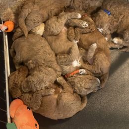Goldendoodle and Poodle Puppies from Houstonwehavedoodles