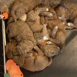 Goldendoodle and Poodle Puppies from Houstonwehavedoodles