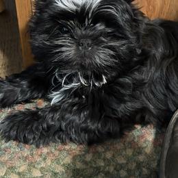 Charlie - Black male Shih Tzu puppy in Scottdale, Pennsylvania from Nancy’s Majestic Shih Tzus