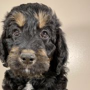 Peanut Butter - Black Bordoodle puppy in Lake Benton, Minnesota from Breezy Ridge Bordoodles