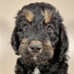 Peanut Butter - Black Bordoodle puppy in Lake Benton, Minnesota from Breezy Ridge Bordoodles