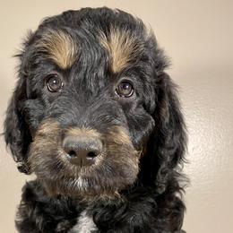 Peanut Butter - Black Bordoodle puppy in Lake Benton, Minnesota from Breezy Ridge Bordoodles