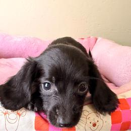 Dani - Black female Dachshund puppy in Magnolia, Texas from Carrie’s Countryside Dachshunds