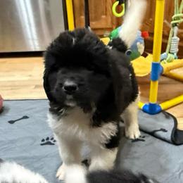 Hero - White and black male Newfoundland puppy in Saukville, Wisconsin from Crossroads Canines ~ Newfoundland Dogs