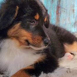 Australian Shepherd Puppies from Winsome Aussies