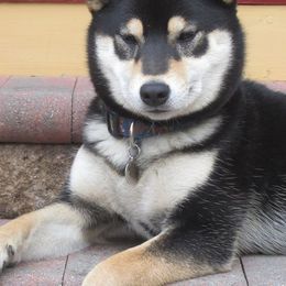 Shiba Inu from Rodel Shibas