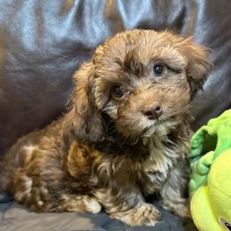 Hazel - Chocolate sable female Havapoo puppy in Lancaster, South Carolina from 3 Bs Havanese-PUPPIES with  PURPOSE