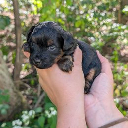 Espresso - Black and tan female Yorkipoo puppy in Coshocton, Ohio from Forever Family Puppies