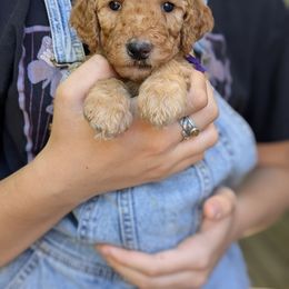 Purple Collar - Apricot female Goldendoodle puppy in Olympia, Washington from Sinclairdoodles