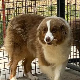 Phoenix - Australian Shepherd