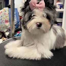 Biewer Terrier, Cavalier King Charles Spaniel, and Russian Salon Dog Puppies from Kilmaren Cavaliers and Born in the USA Biewer Terriers