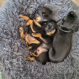 Brussels Griffon Puppies from Little Griffons