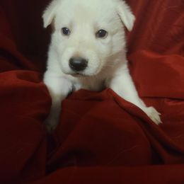 German Shepherd Puppies from Arctic Argonauts