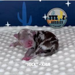 Huck - Red merle male Miniature Australian Shepherd puppy in Tucson, Arizona from TTTNT Aussies