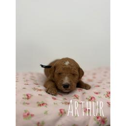Arthur - Red  male Goldendoodle puppy in Smithfield, Kentucky from KBK9 Kennels