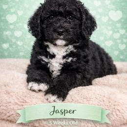 Jasper - Black male Goldendoodle puppy in Petersburg, West Virginia from Wv Diva Doodles