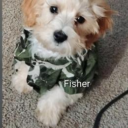 Cavapoo, Maltese, and Maltipoo All Grown Up from Carolina Canines