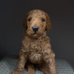 Saturn. Gray collar - Apricot male Goldendoodle puppy in Placentia, California from Zari Benji Doodles