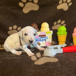 Bubblegum- Pink- LUA - White and black female Dalmatian puppy in Claremore, Oklahoma from Lotsofdots Dalmatians