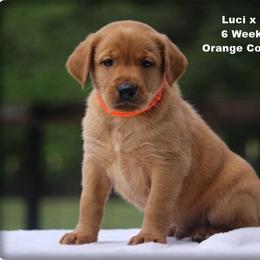 Orange Collar Male - Yellow male Labrador Retriever puppy in Huntington, Texas from Soggy Bottom Retrievers