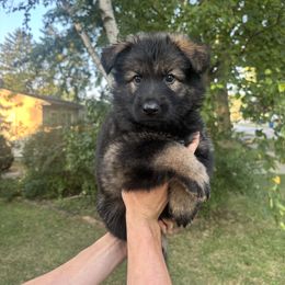 German Shepherd Puppies from Fancy GSDs