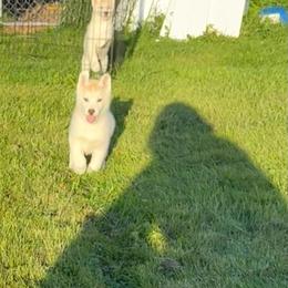Girl 5 - Red and white female Siberian Husky puppy in Westfield, Vermont from Snowdancer Kennels, Reg