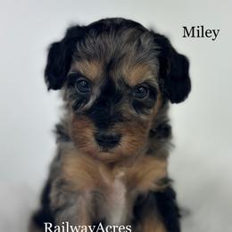 Miley - Merle female Goldendoodle puppy in Milford, Indiana from Railway Acres Kennel
