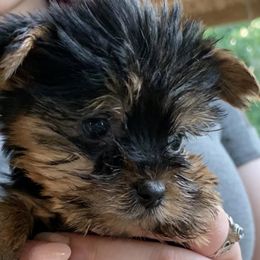 Yorkshire Terriers from White Oak Yorkies