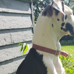 Luna - Great Dane