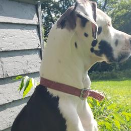 Luna - Great Dane
