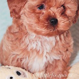 Gemini - Liver and white Shihpoo puppy in Humble, Texas from 🧸 Bear Paws: Poodle & Designer Toy Breed 🐩