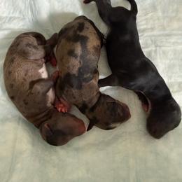 Miniature Schnauzer puppies from Sue’s Miniature Schnauzers