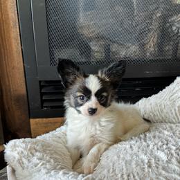 Emmie's white and red sable male - White and sable male Papillon puppy in Shirley, Arkansas from Lucky Pups