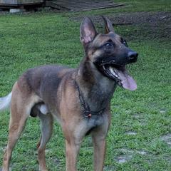 Belgian Malinois and Dutch Shepherds from E&H Working dogs