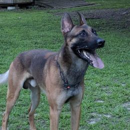 Belgian Malinois and Dutch Shepherds from E&H Working dogs