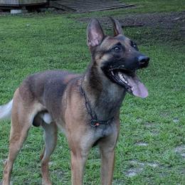 Belgian Malinois and Dutch Shepherds from E&H Working dogs