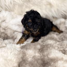 Ambrosia - Phantom female Poodle puppy in Allentown, Pennsylvania from Poodles Are Mixy