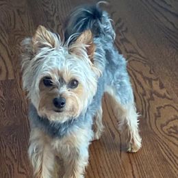 Assorted Doodle Crosses, Double Doodle, Maltipoo, Morkie, and Yorkipoo Puppies from Danza Bolo