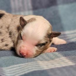 Banjo - Blue merle male Miniature Australian Shepherd puppy in Bethany, Connecticut from Tini Thyme Mini Aussies