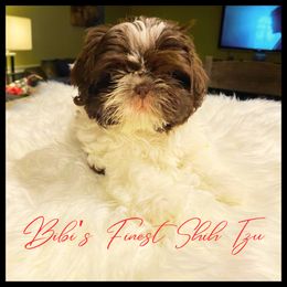 Boy 1 - Liver and white Shih Tzu puppy in Garland, Texas from Bibi’s Exclusive Shih Tzus