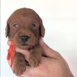 Creamsicle - Red  male Goldendoodle puppy in Blackfoot, Idaho from Riverside Poodles