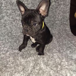 French Bulldog Puppies from Absolute Frenchie Connection