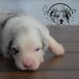 Promise - Blue merle female Australian Shepherd puppy in Fultonville, New York from Sandy Aussies & Pomeranians