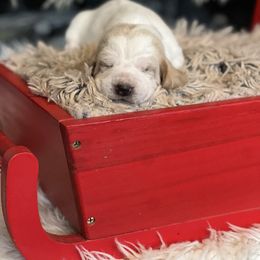 Sugar - Red and white female Basset Hound puppy in Lone Jack, Missouri from Wee Little Bassets