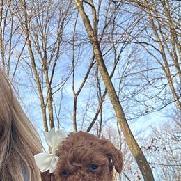 Boy 2 - male Goldendoodle puppy in Mint Hill, North Carolina from DoodleForever