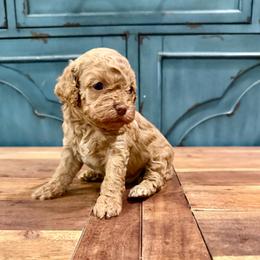 Courtney - Buff female Cockapoo puppy in Beresford, South Dakota from DAKOTA DOOD RANCH
