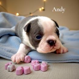 Andy (AKC) - Blue male Boston Terrier puppy in Galt, California from Monkey Biz Bostons