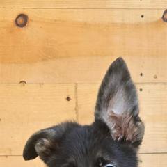 Cooper - Black and cream male German Shepherd puppy in Chambers, Missouri from Devil-Dog Shepherds